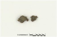 藏品(白葉鞭蘚)的圖片